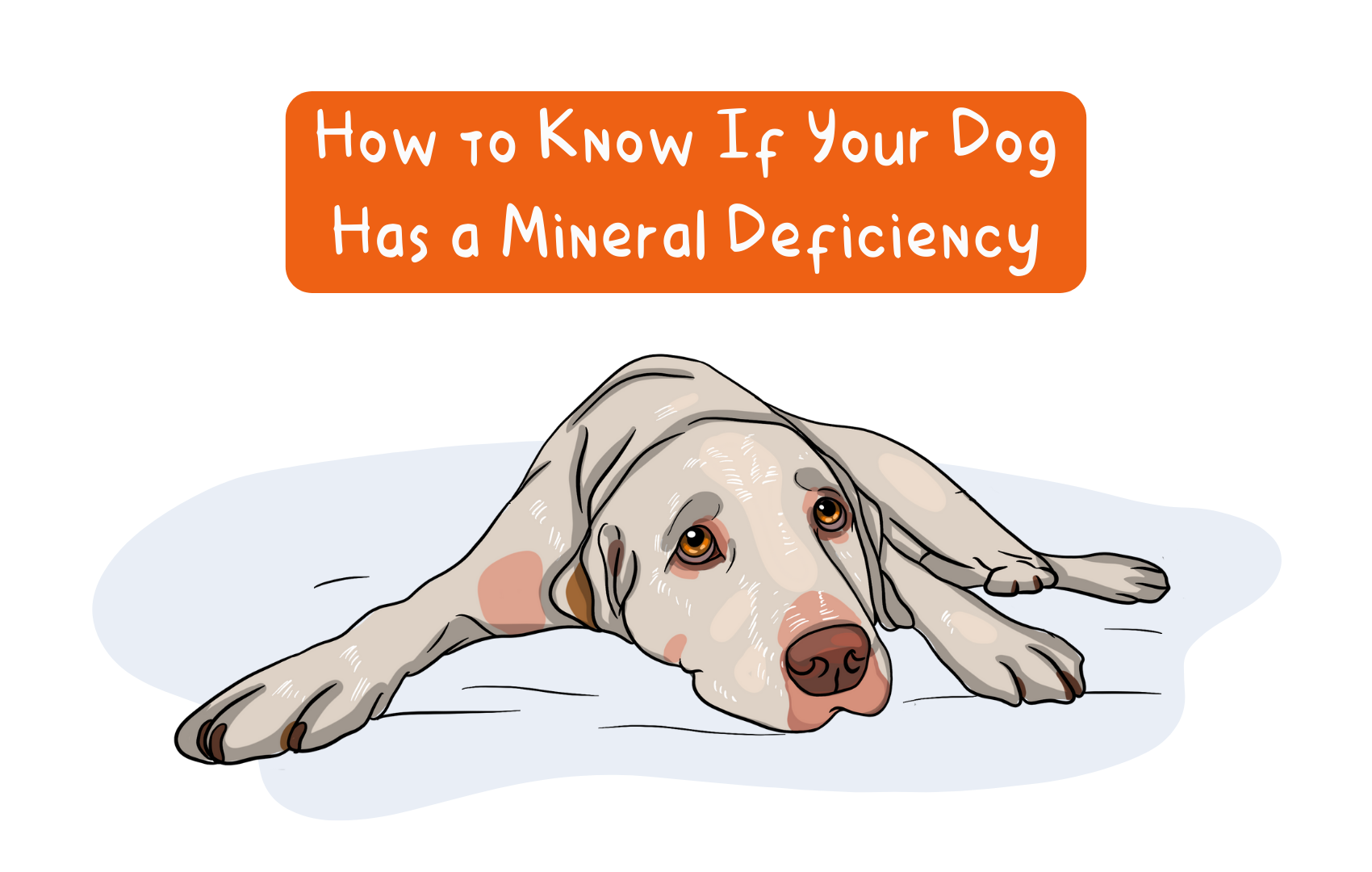 How to Know if Your Dog Has a Mineral Deficiency